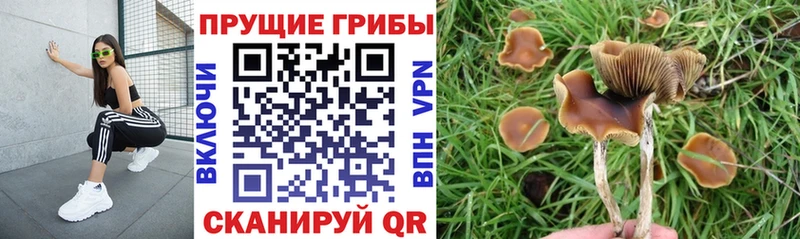 Псилоцибиновые грибы прущие грибы Новозыбков